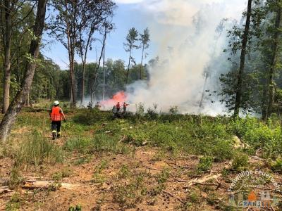 Foto des Albums: Einsatz 1631-B-Wald-Gransee Stadtwald Ri Meseberg