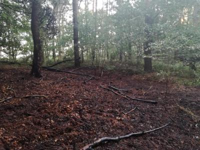 Foto des Albums: Flächenbrand, Hofdienerweg