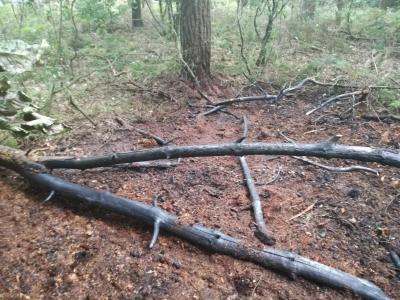 Foto des Albums: Flächenbrand, Hofdienerweg