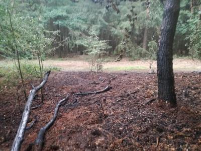 Foto des Albums: Flächenbrand, Hofdienerweg