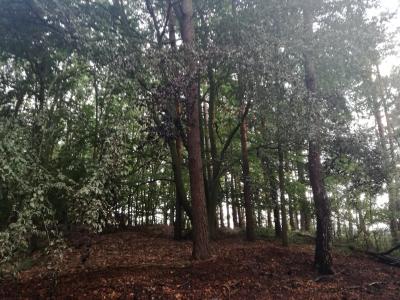 Foto des Albums: Flächenbrand, Hofdienerweg