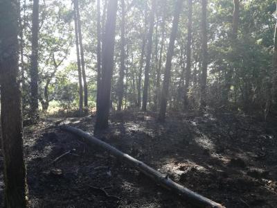 Foto des Albums: Flächenbrand, Hofdienerweg