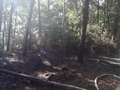 Foto des Albums: Flächenbrand, Hofdienerweg