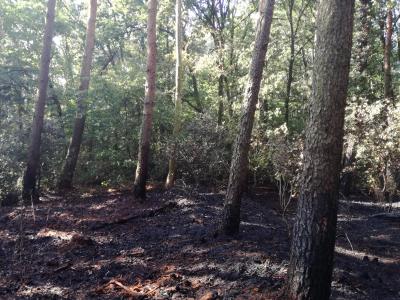 Foto des Albums: Flächenbrand, Hofdienerweg