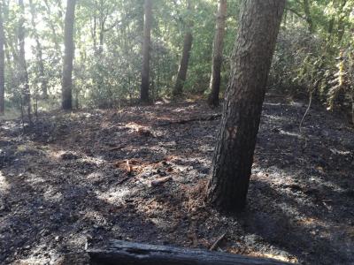 Foto des Albums: Flächenbrand, Hofdienerweg