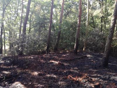 Foto des Albums: Flächenbrand, Hofdienerweg