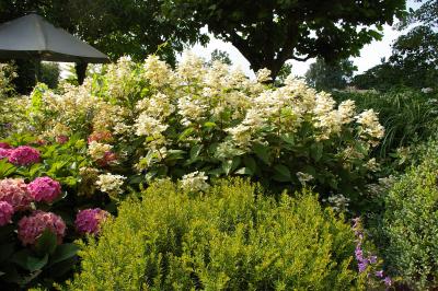 Foto des Albums: Gartenreise der Rosenfreunde 2018: Garten von Fenna Graf in Ascheberg (25.07.2018)