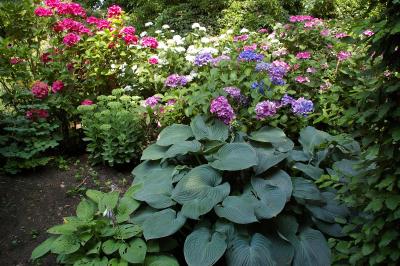 Foto des Albums: Gartenreise der Rosenfreunde 2018: Garten von Fenna Graf in Ascheberg (25.07.2018)