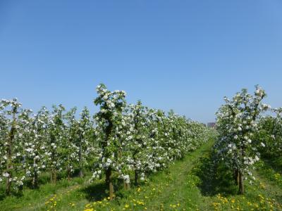 Foto des Albums: 2014 Altes Land
