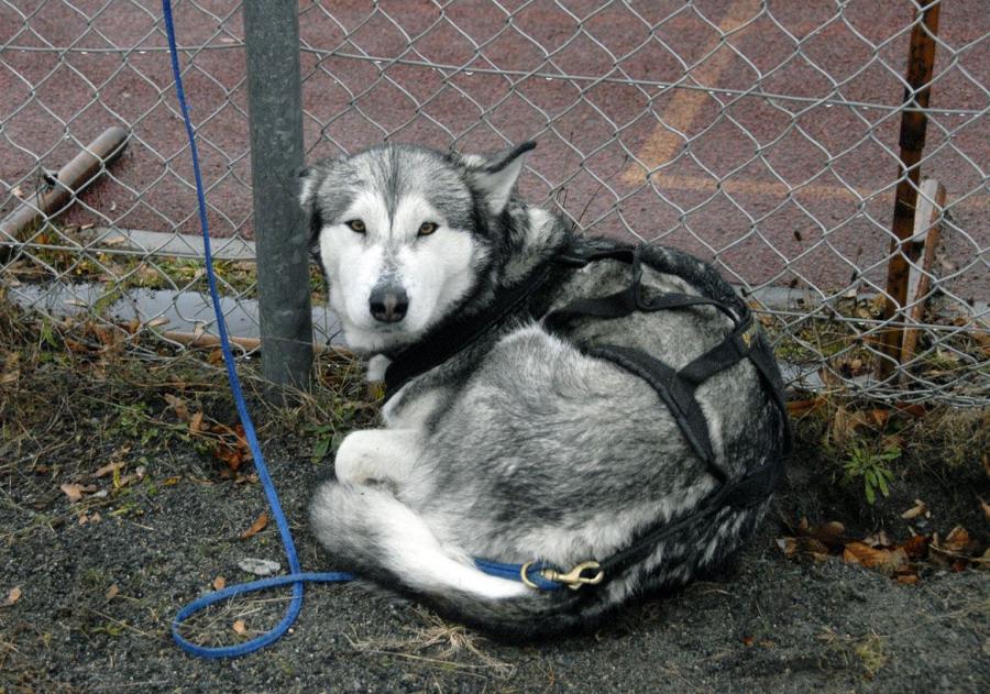 Bild: Hundewetter trotzdem waren mehr als 160 Läufer auf den Beinen Nur der Hund nicht