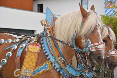 Foto des Albums: Volksfest 2018