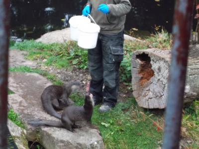 Foto des Albums: Ausflug zum Tierpark Sababurg