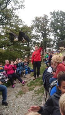 Foto des Albums: Ausflug zum Tierpark Sababurg