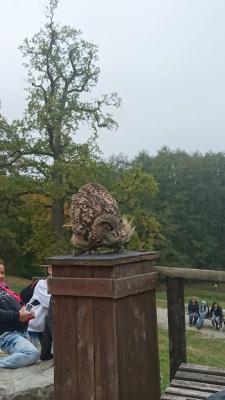 Foto des Albums: Ausflug zum Tierpark Sababurg