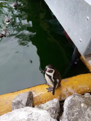 Foto des Albums: Ausflug zum Tierpark Sababurg