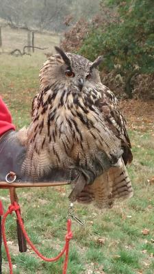 Foto des Albums: Ausflug zum Tierpark Sababurg