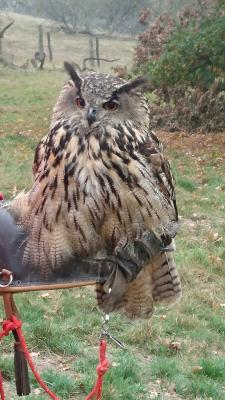 Foto des Albums: Ausflug zum Tierpark Sababurg