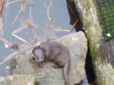 Foto des Albums: Ausflug zum Tierpark Sababurg