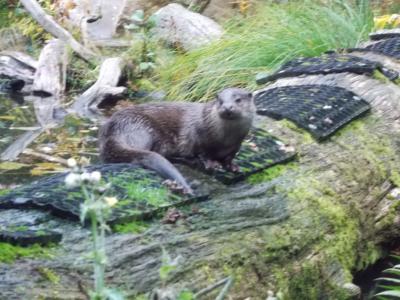 Foto des Albums: Ausflug zum Tierpark Sababurg
