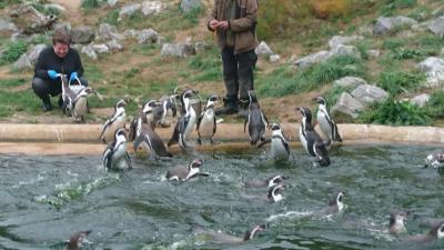 Foto des Albums: Ausflug zum Tierpark Sababurg
