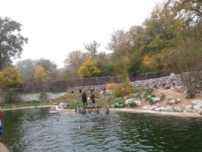 Foto des Albums: Ausflug zum Tierpark Sababurg