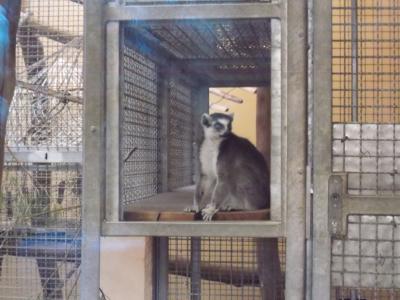 Foto des Albums: Ausflug zum Tierpark Sababurg