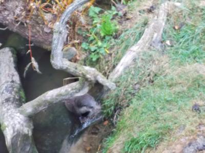 Foto des Albums: Ausflug zum Tierpark Sababurg