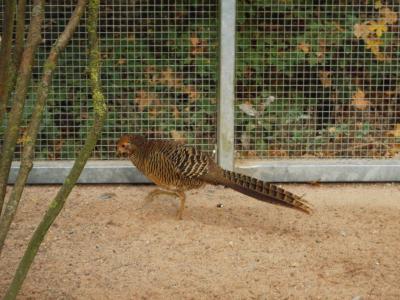 Foto des Albums: Ausflug zum Tierpark Sababurg