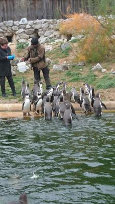 Foto des Albums: Ausflug zum Tierpark Sababurg