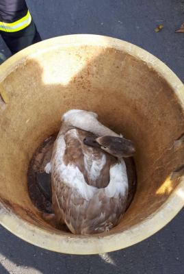Foto des Albums: Tierrettung Launsbacher See