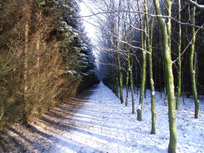 Fotoalbum Winter-Wald in Besdorf