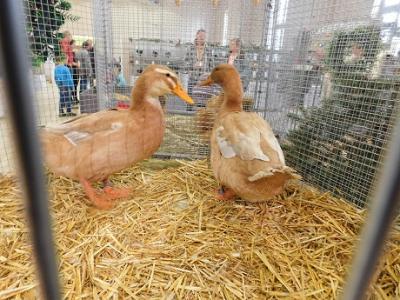 Foto des Albums: OT Schadeleben Geflügelausstellung