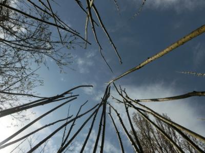 Foto des Albums: Weidentipibau "Ding-Platz"