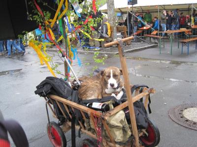 Foto des Albums: Maifaier 2017