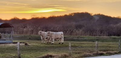 Foto des Albums: Kohl- und Boßeltour auf Langeoog