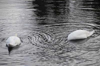 Foto des Albums: Falkenhagener Anger