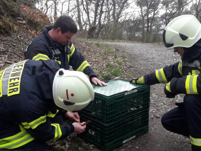 Foto des Albums: Tierrettung - Talstraße