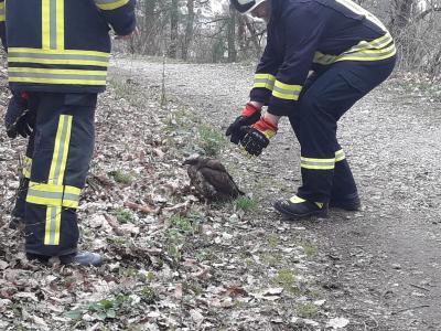 Foto des Albums: Tierrettung - Talstraße