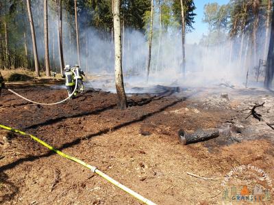 Foto des Albums: Einsatz 783-B-Wald-Gransee, Stadtwald Ri Meseberg