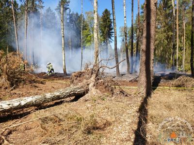Foto des Albums: Einsatz 783-B-Wald-Gransee, Stadtwald Ri Meseberg