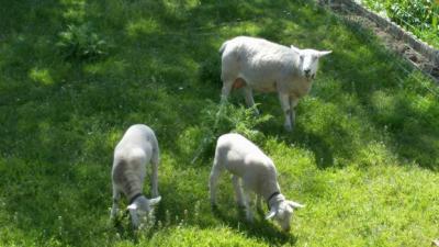 Foto des Albums: Dankeschön und Osterimpressionen aus Mühlberg vom Osterspaziergang