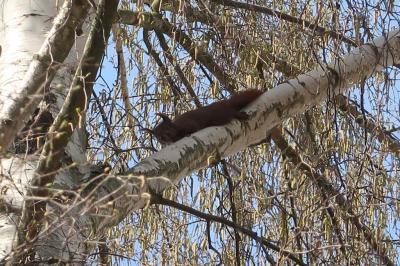 Foto des Albums: Ein Eichhörnchen zu Besuch auf dem Spielplatz 2018