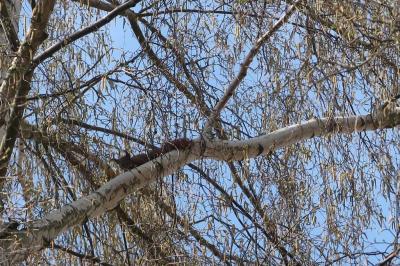 Foto des Albums: Ein Eichhörnchen zu Besuch auf dem Spielplatz 2018