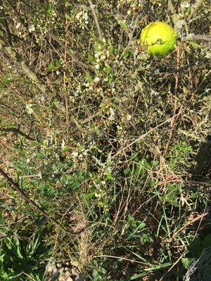 Was passt hier nicht in unsere Natur? Wer findet es?  (Bild vergr&ouml;&szlig;ern)