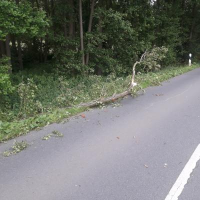 Foto des Albums: Baum auf Straße, Ankumer Straße