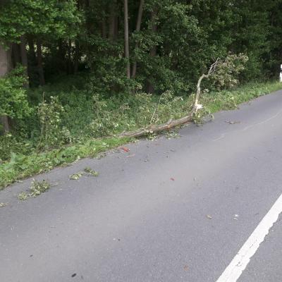 Foto des Albums: Baum auf Straße, Ankumer Straße