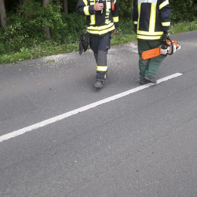 Foto des Albums: Baum auf Straße, Ankumer Straße
