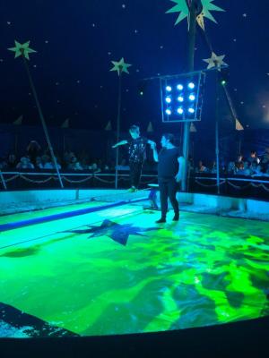 Foto des Albums: Vorstellungen Zirkus