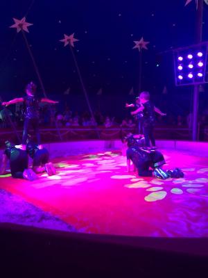 Foto des Albums: Vorstellungen Zirkus