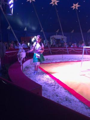 Foto des Albums: Vorstellungen Zirkus